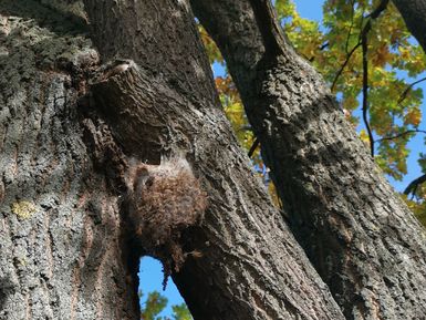 Eichenprozessionsspinnerbekämpfung - Nest Eichenprozessionsspinnerbekämpfung - Nest am Baum