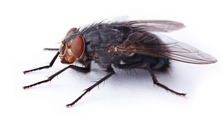 Bekämpfung von Stubenfliegen
