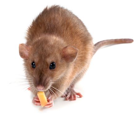 Rattenbekämpfung - Wanderratte - Rattus norvegicus
