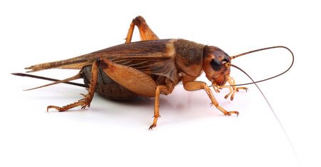 Heimchenbekämpfung - Heimchen - Acheta domesticus
