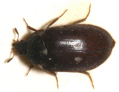 Gemeiner Pelzkäfer Pelzkäfer - Pelzkäferbekämpfung