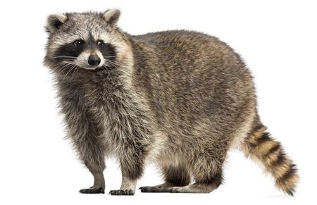 Waschbär Vergrämung
