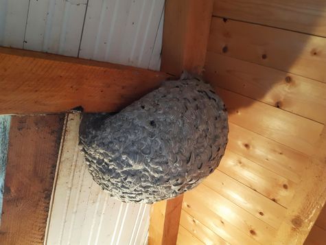 Wespennest Großes Wespennest am Haus