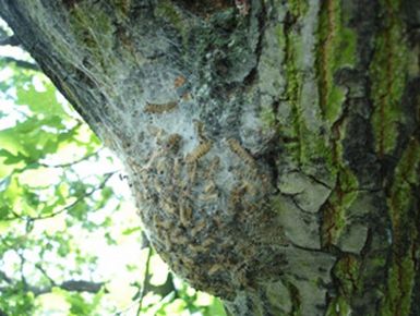 Eichenprozessionsspinnerbekämpfung - Nest Eichenprozessionsspinnerbekämpfung durch Nestabsaugung