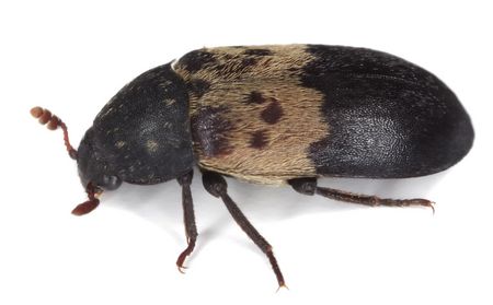 Gemeiner Speckkäfer Speckkäferbekämpfung - Gemeiner Speckkäfer - Dermestes lardarius