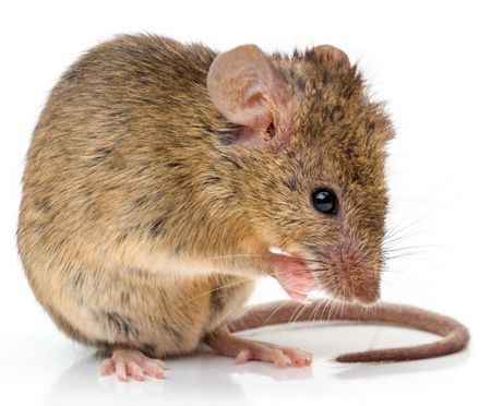 Mäusebekämpfung - Hausmaus - Mus musculus
