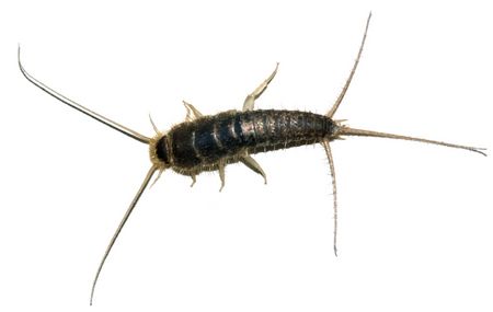 Silberfischchen Silberfischchenbekämpfung - Silberfischchen - Lepisma saccharina